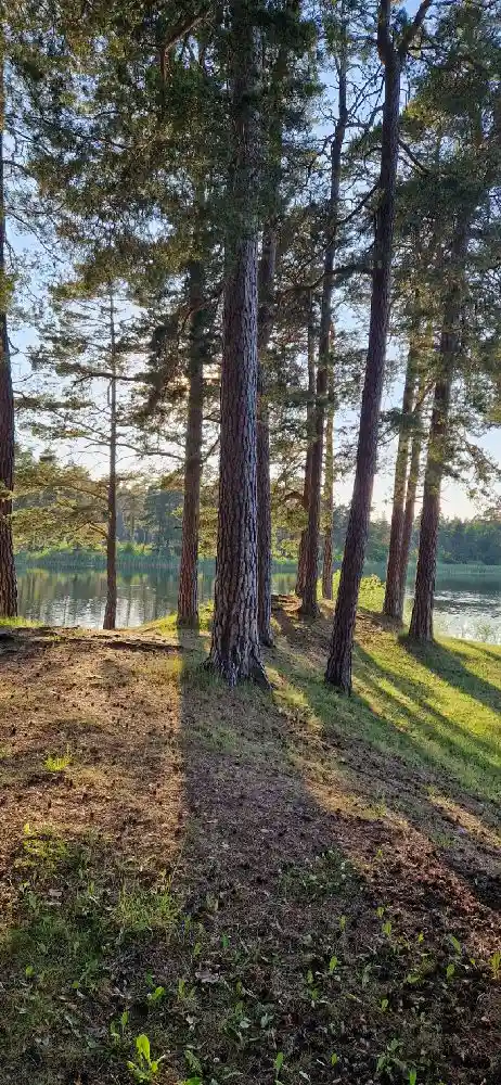 Upptäck Skogssjö Bad & Camping i Mjölby! Ställplatser för husbil/husvagn med el, dusch, WC, latrintömning, bad, padel, restaurang & nära natur.