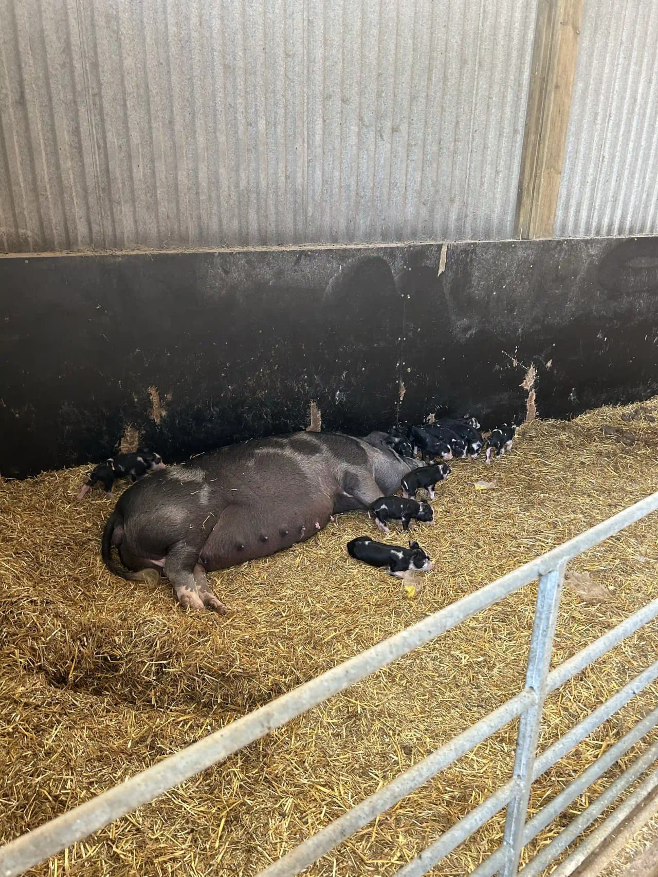 Upptäck Gunnagård, familjevänlig ställplats nära Ullared (Gekås). Äventyr, djur, lek & natur. El, dusch, WC, tömning. Perfekt för husbil/husvagn!
