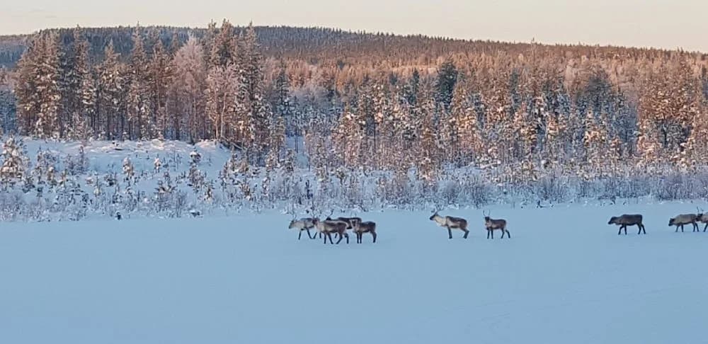 Unik ställplats vid Hedlanda Flygplats, Vemdalen. Perfekt för husbil/husvagn nära skidåkning & vandring. Kraftfulla 450kW elbilsladdare. Centralt läge.