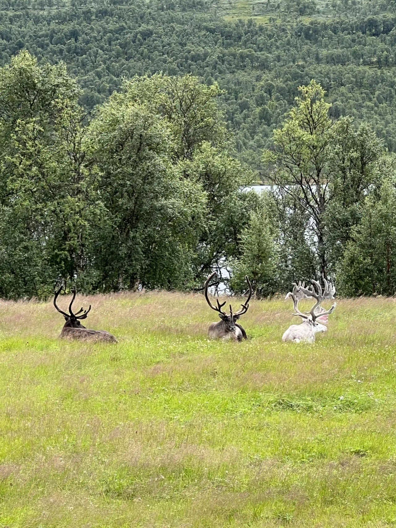 Upptäck Fjällnäs Camping: Året runt-öppen ställplats i Funäsfjällen med el, servicehus, WiFi & aktiviteter som vandring, MTB, fiske & närhet till Røros.
